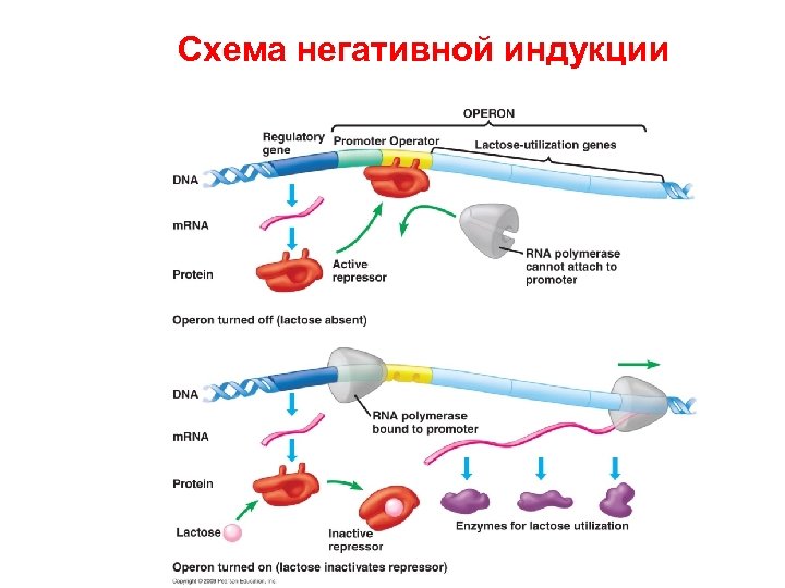 Схема негативной индукции 