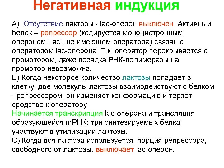 Негативная индукция А) Отсутствие лактозы - lac-оперон выключен. Активный белок – репрессор (кодируется моноцистронным
