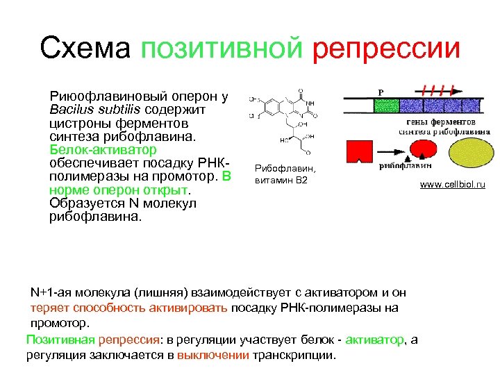 Промотор рнк полимеразы 1
