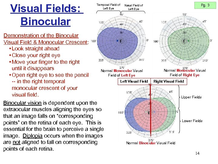 Visual Fields: Binocular Demonstration of the Binocular Visual Field & Monocular Crescent: • Look