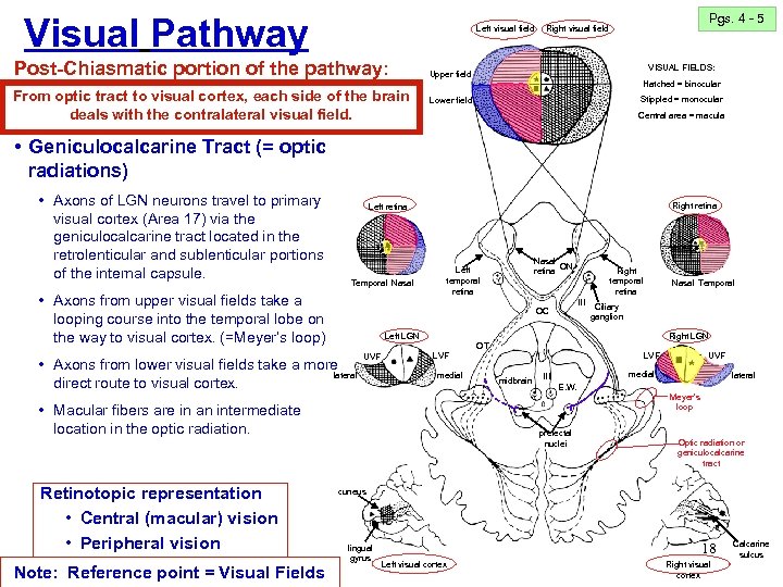 Visual Pathway Left visual field Post-Chiasmatic portion of the pathway: From optic tract to