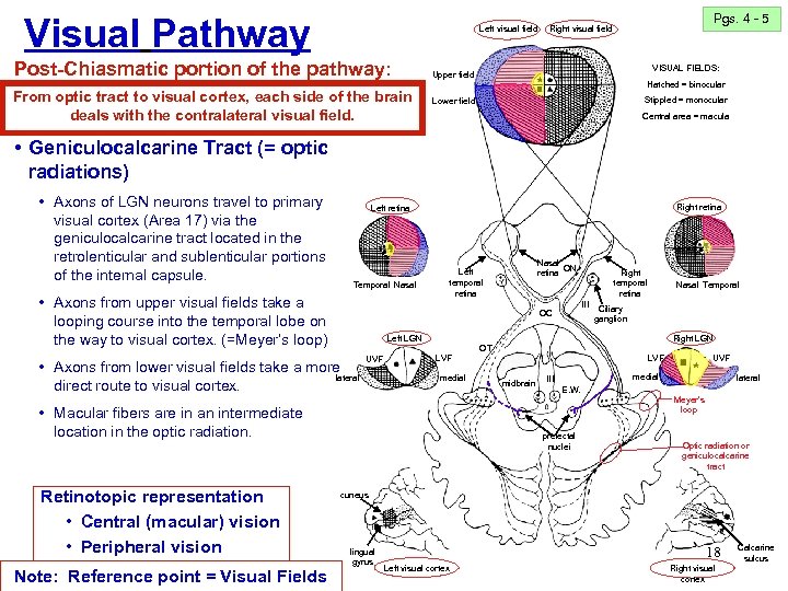 Visual Pathway Med 6573 Nervous System University of