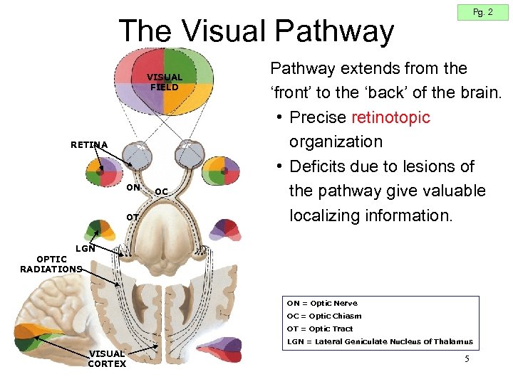 Pg. 2 The Visual Pathway VISUAL FIELD RETINA ON OT OC Pathway extends from