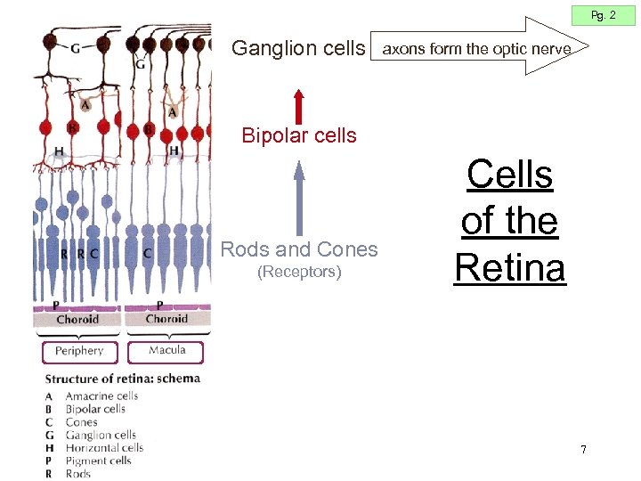 Pg. 2 Ganglion cells axons form the optic nerve Bipolar cells Rods and Cones