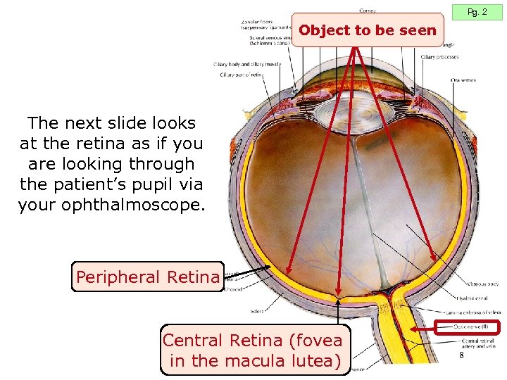 Pg. 2 Object to be seen The next slide looks at the retina as