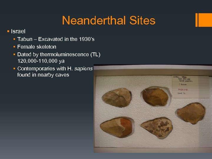 Neanderthal Sites § Israel § Tabun – Excavated in the 1930’s § Female skeleton