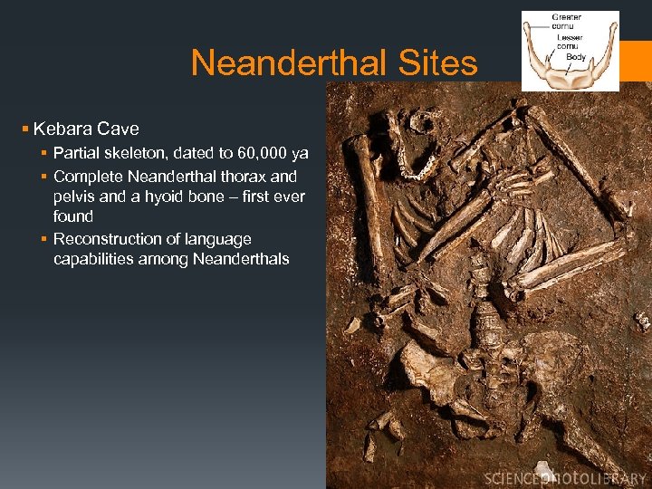 Neanderthal Sites § Kebara Cave § Partial skeleton, dated to 60, 000 ya §