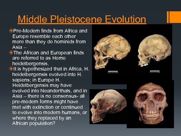Middle Pleistocene Evolution Pre-Modern finds from Africa and Europe resemble each other more than