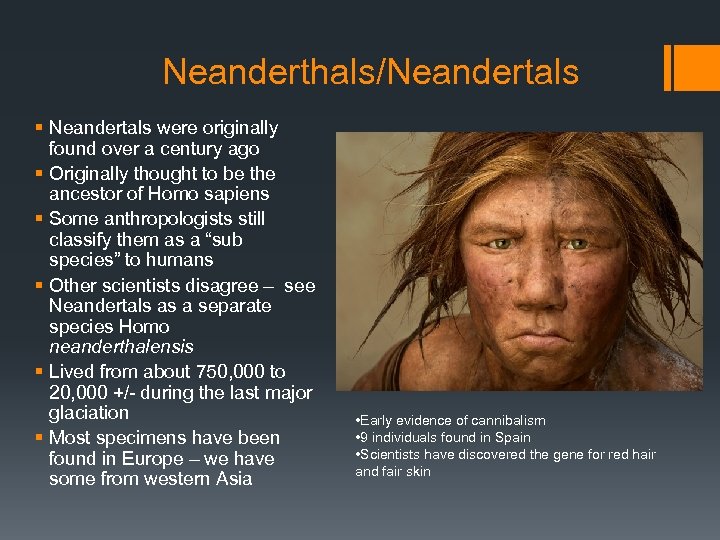 Neanderthals/Neandertals § Neandertals were originally found over a century ago § Originally thought to