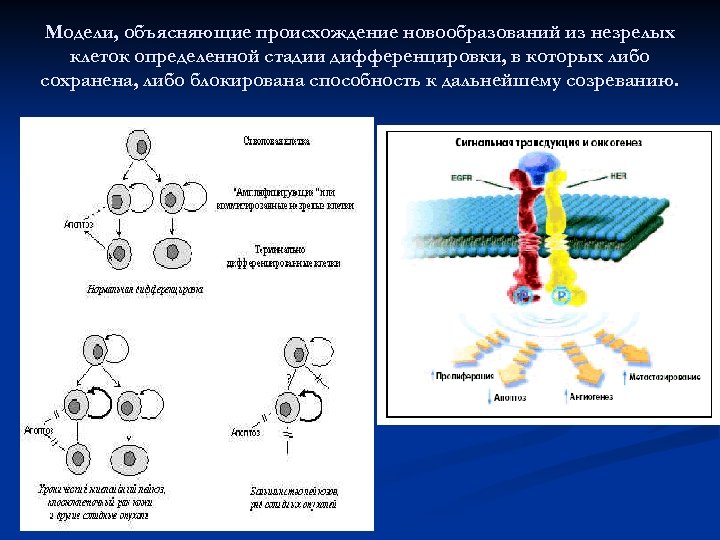 Модели, объясняющие происхождение новообразований из незрелых клеток определенной стадии дифференцировки, в которых либо сохранена,