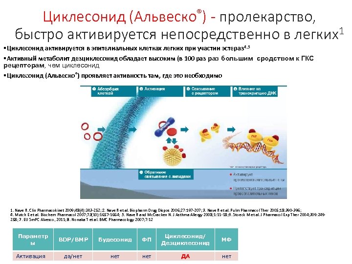 Циклесонид (Альвеско®) - пролекарство, быстро активируется непосредственно в легких1 §Циклесонид активируется в эпителиальных клетках