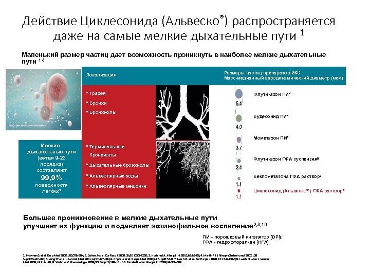Действие Циклесонида (Альвеско®) распространяется даже на самые мелкие дыхательные пути 1 Маленький размер частиц
