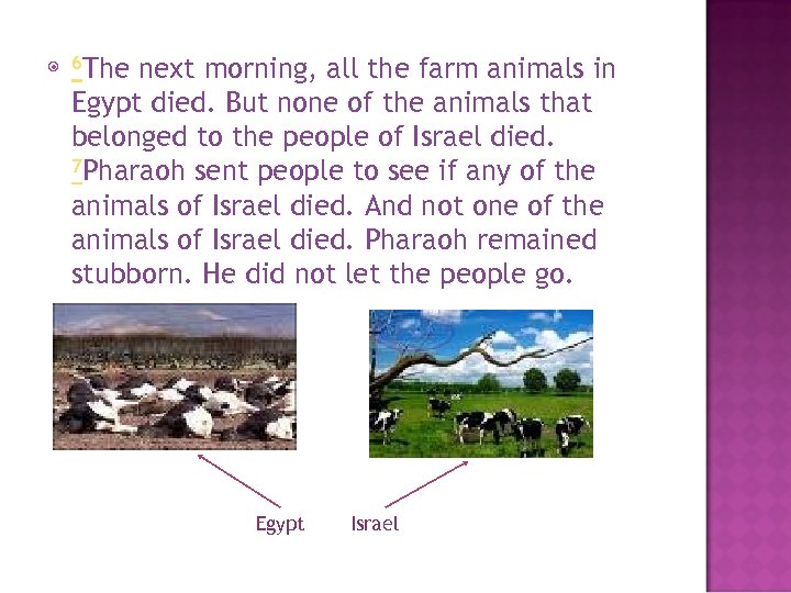  6 The next morning, all the farm animals in Egypt died. But none