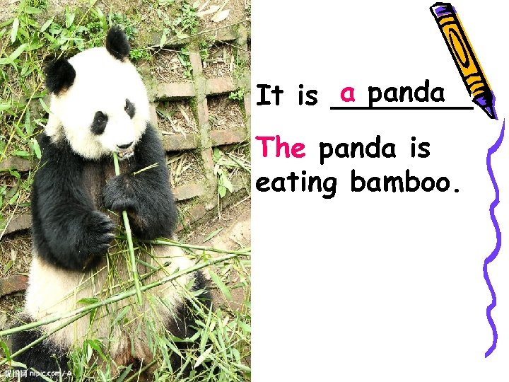 a panda It is ____. The panda is eating bamboo. 