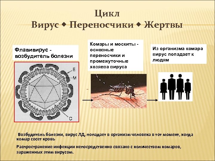 Цикл Вирус Переносчики Жертвы Комары и москиты основные переносчики и промежуточные хозяева вируса Флавивирус