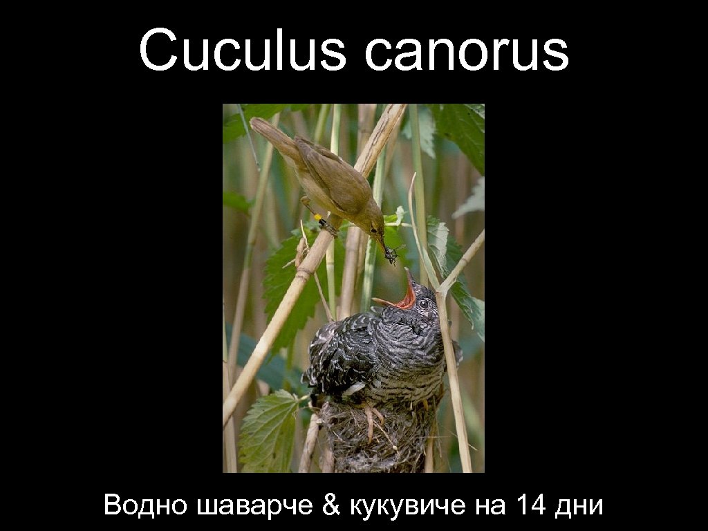 Cuculus canorus Водно шаварче & кукувиче на 14 дни 