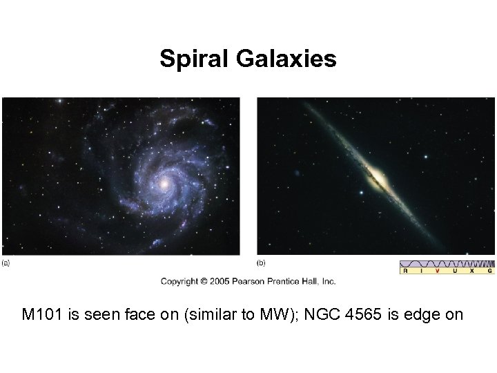 Spiral Galaxies M 101 is seen face on (similar to MW); NGC 4565 is