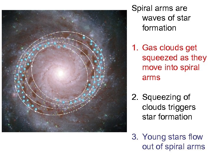Spiral arms are waves of star formation 1. Gas clouds get squeezed as they
