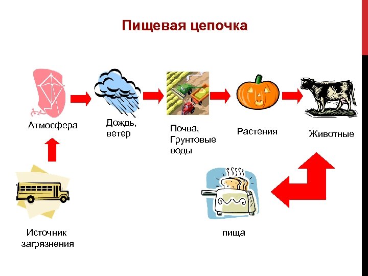 Пищевая цепочка Атмосфера Источник загрязнения Дождь, ветер Почва, Грунтовые воды Растения пища Животные 