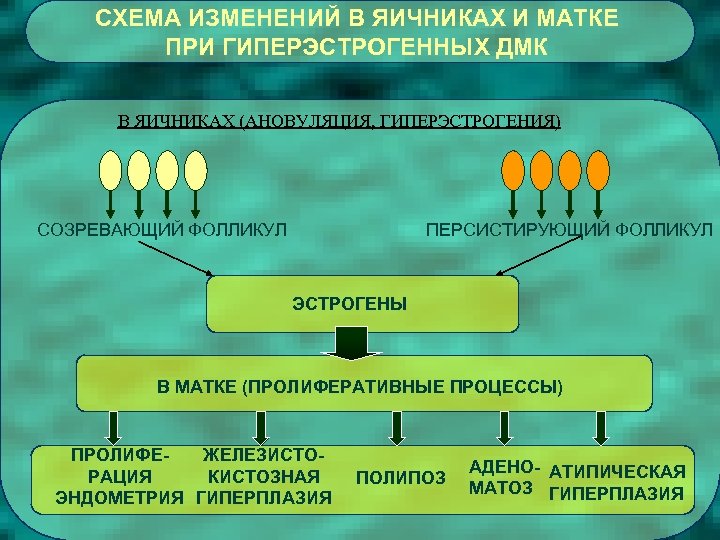 СХЕМА ИЗМЕНЕНИЙ В ЯИЧНИКАХ И МАТКЕ ПРИ ГИПЕРЭСТРОГЕННЫХ ДМК В ЯИЧНИКАХ (АНОВУЛЯЦИЯ, ГИПЕРЭСТРОГЕНИЯ) СОЗРЕВАЮЩИЙ