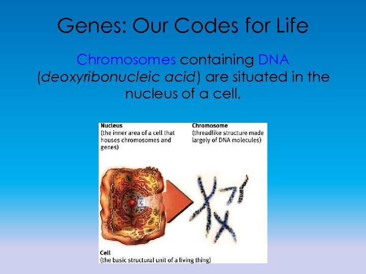 Genes: Our Codes for Life Chromosomes containing DNA (deoxyribonucleic acid) are situated in the