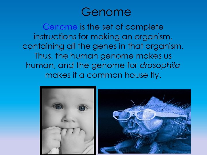 Genome is the set of complete instructions for making an organism, containing all the