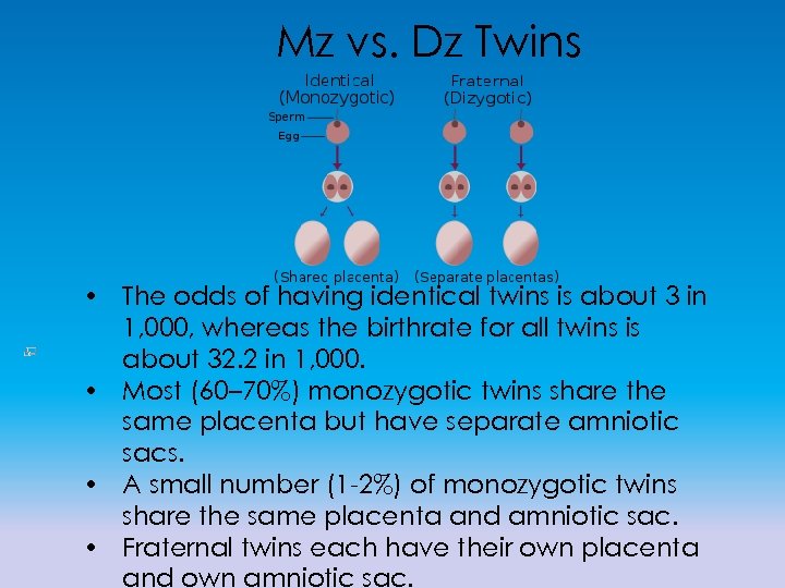 Mz vs. Dz Twins • The odds of having identical twins is about 3