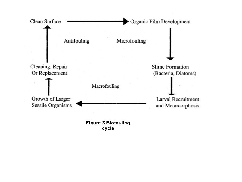 Figure 3 Biofouling cycle 