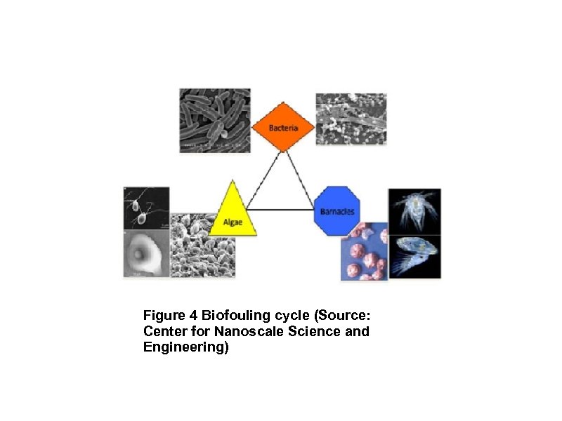 Figure 4 Biofouling cycle (Source: Center for Nanoscale Science and Engineering) 