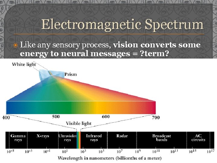 Electromagnetic Spectrum Like any sensory process, vision converts some energy to neural messages =