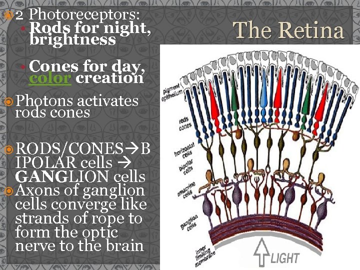  2 Photoreceptors: • Rods for night, brightness • Cones for day, color creation