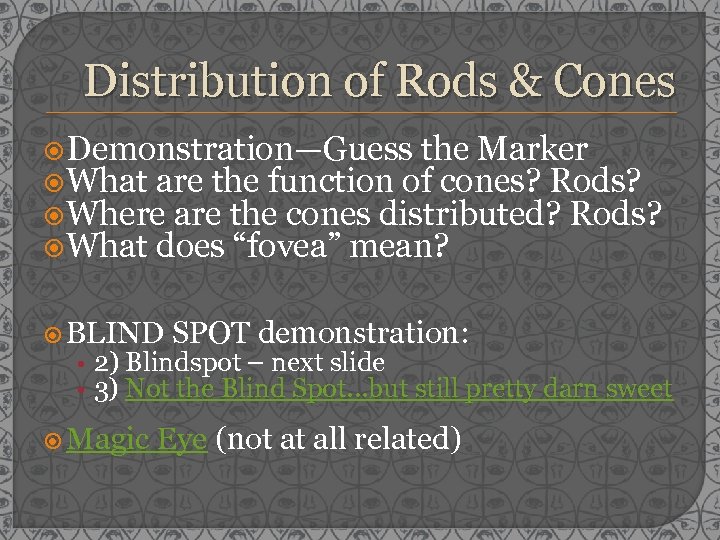 Distribution of Rods & Cones Demonstration—Guess the Marker What are the function of cones?