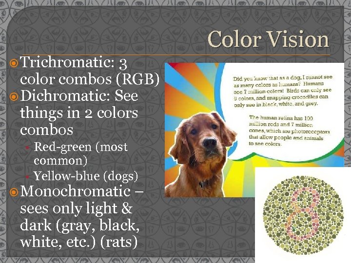 Color Vision Trichromatic: 3 color combos (RGB) Dichromatic: See things in 2 colors combos