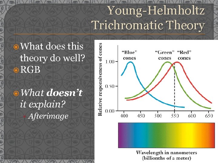 Young-Helmholtz Trichromatic Theory What does this theory do well? RGB What doesn’t it explain?