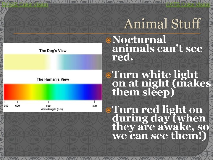 DOGS Color Vision CATS Color Vision Animal Stuff Nocturnal animals can’t see red. Turn