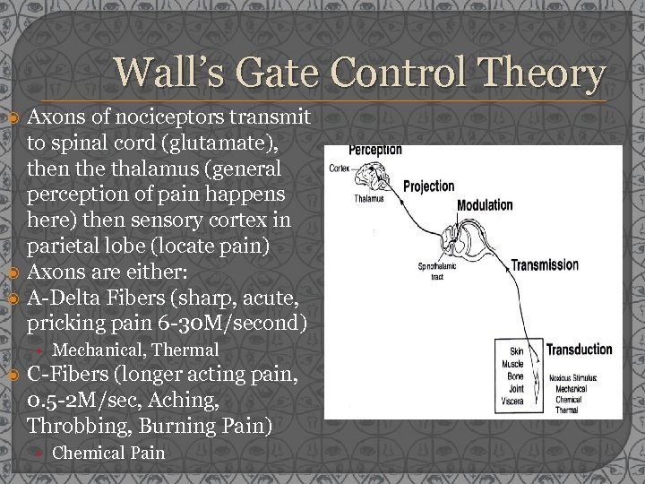 Wall’s Gate Control Theory Axons of nociceptors transmit to spinal cord (glutamate), then the