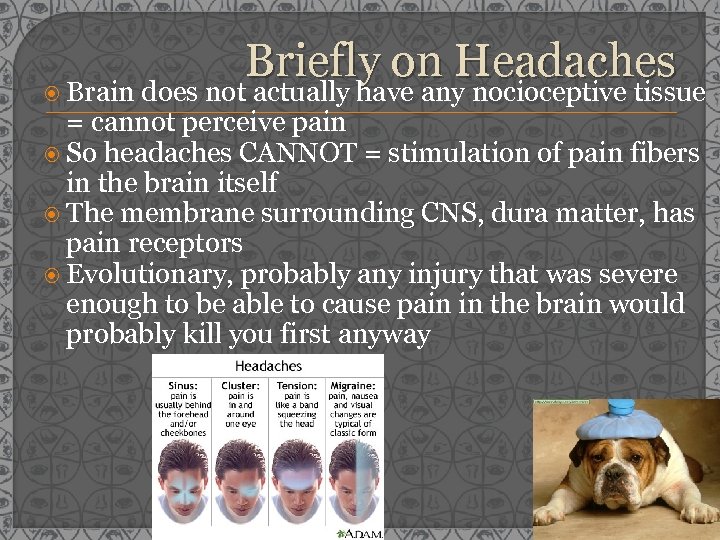  Brain Briefly on Headaches does not actually have any nocioceptive tissue = cannot