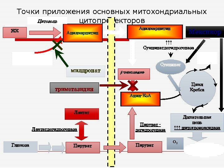 Точки приложения основных митохондриальных Цитозоль цитопротекторов ЖК Ацилкарнитин Mексикор ↑↑↑ Сукцинатдегидрогеназа Карнитин СО 2