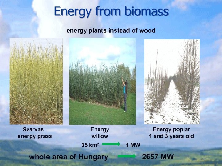 Energy from biomass energy plants instead of wood Szarvas energy grass Energy willow 35