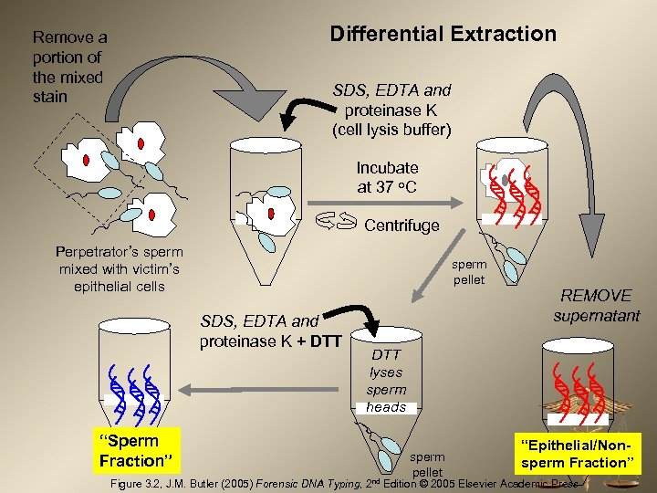 Differential Extraction Remove a portion of the mixed stain SDS, EDTA and proteinase K