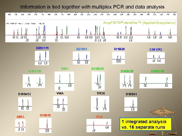 Information is tied together with multiplex PCR and data analysis Amp. Fl. STR® Identifiler™