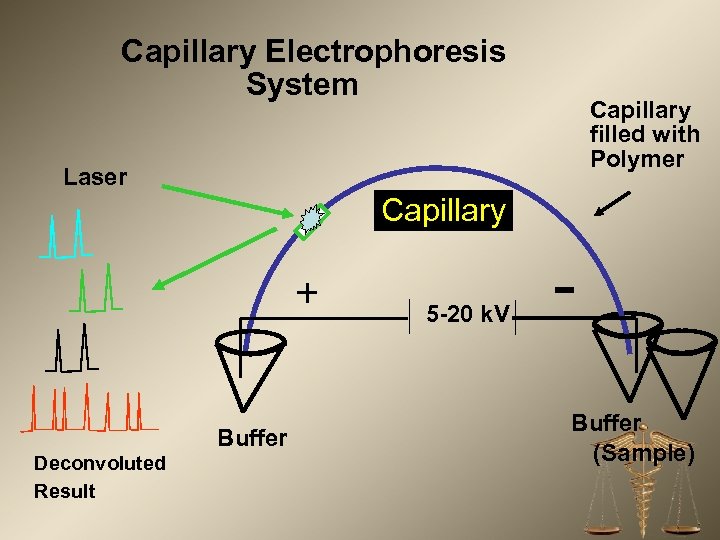 Capillary Electrophoresis System Capillary filled with Polymer Laser Capillary + Buffer Deconvoluted Result 5