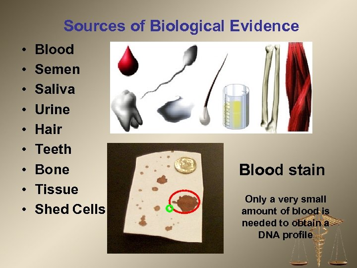 Sources of Biological Evidence • • • Blood Semen Saliva Urine Hair Teeth Bone