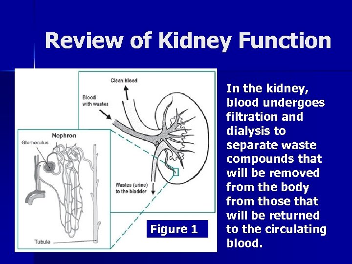 Review of Kidney Function Figure 1 In the kidney, blood undergoes filtration and dialysis