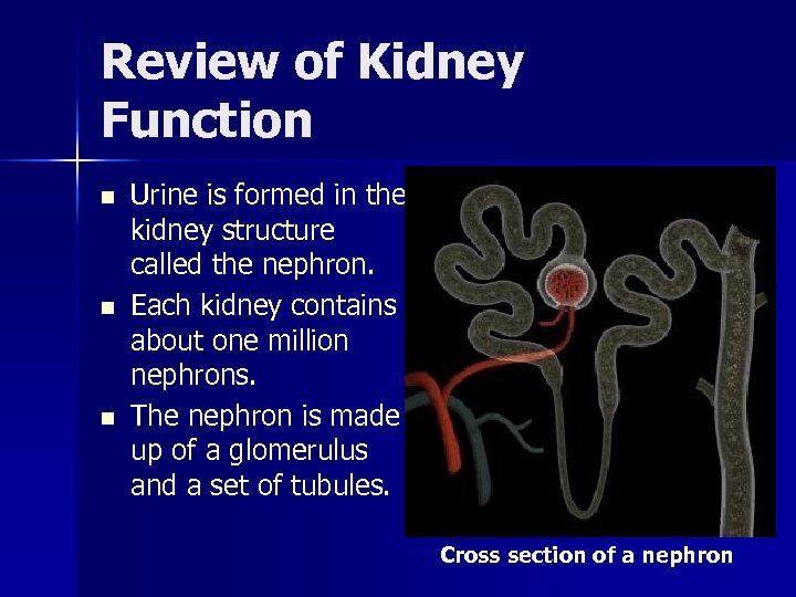 Review of Kidney Function n Urine is formed in the kidney structure called the