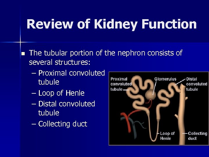 Review of Kidney Function n The tubular portion of the nephron consists of several
