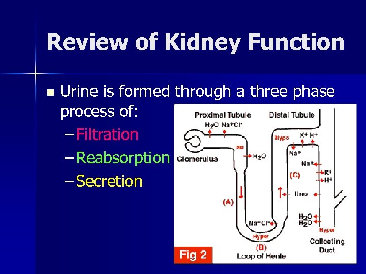 Review of Kidney Function n Urine is formed through a three phase process of: