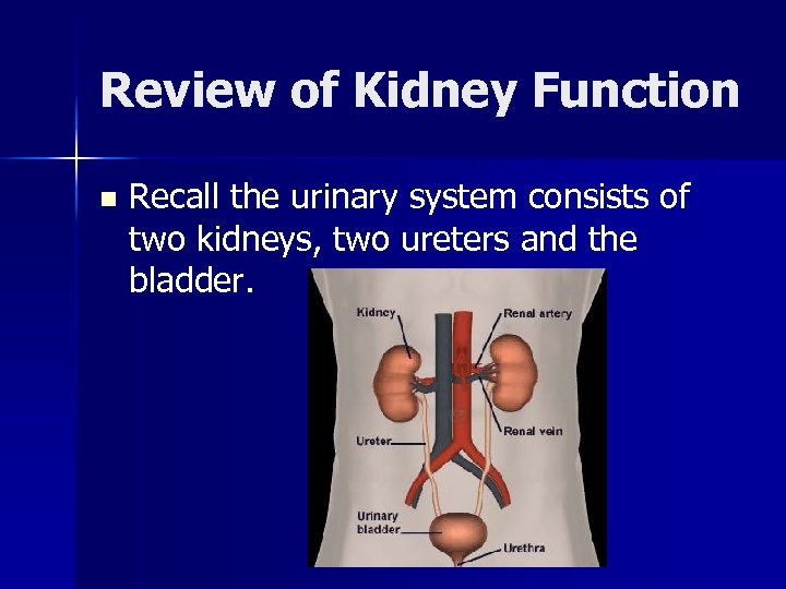 Review of Kidney Function n Recall the urinary system consists of two kidneys, two