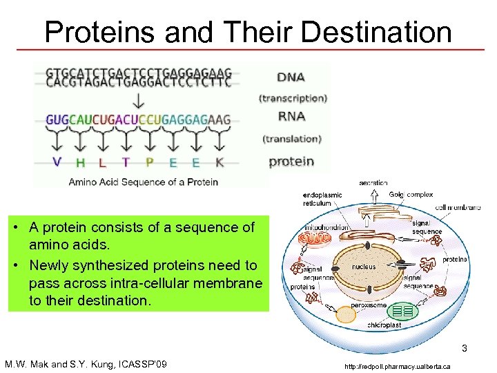 Proteins and Their Destination • A protein consists of a sequence of amino acids.