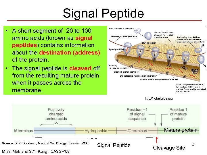 Signal Peptide • A short segment of 20 to 100 amino acids (known as